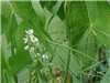 White Flower on Aquatic Plant