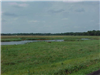 Wetland Area