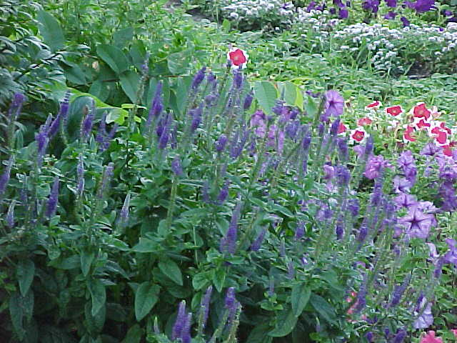 Marshalltown flower bed