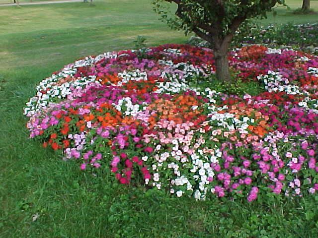 Flowers around a tree