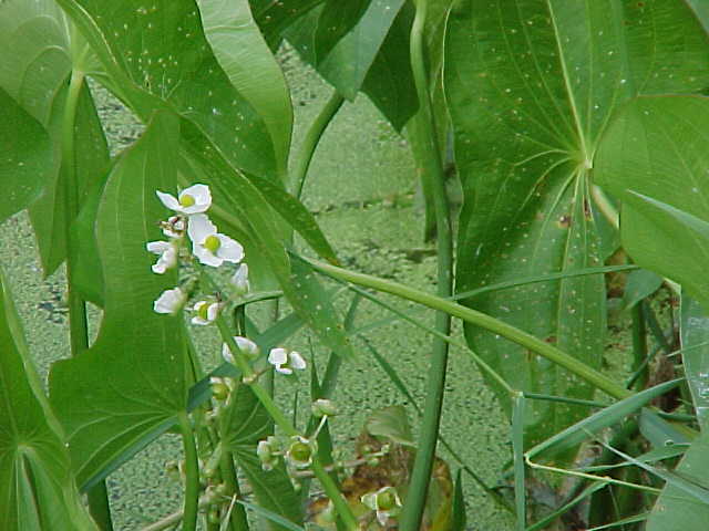 White Flower on Aquatic Plant