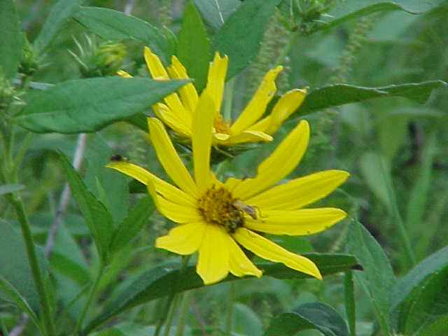 Yellow Wild Flower